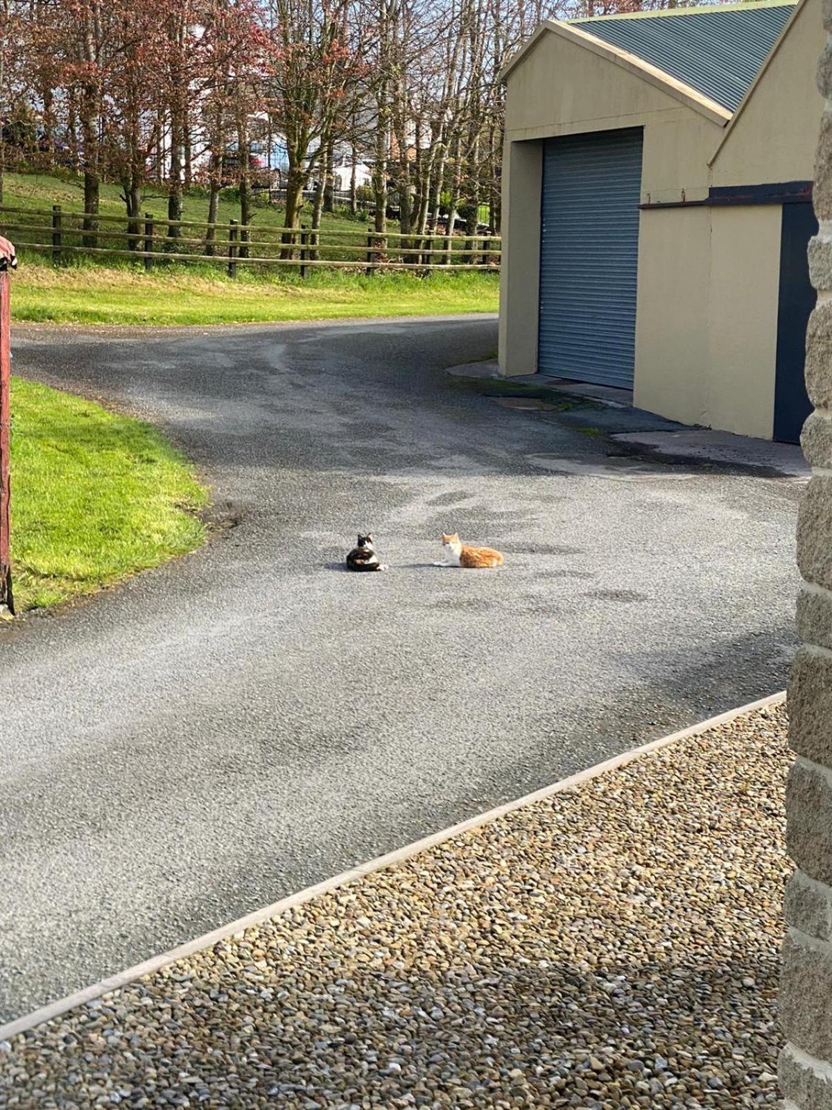 Bed and Breakfast Glendale House Monaghan Exterior foto